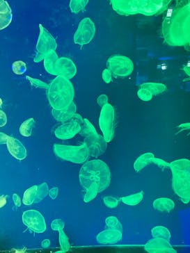 名古屋港水族館に投稿された画像（2021/11/27）