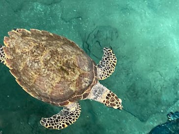 名古屋港水族館に投稿された画像（2021/11/27）