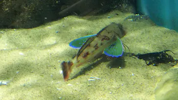 仙台うみの杜水族館に投稿された画像（2021/11/27）