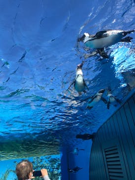 サンシャイン水族館に投稿された画像（2021/11/27）