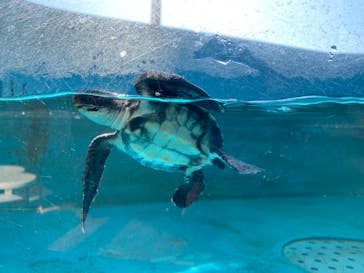 串本海中公園水族館に投稿された画像（2021/11/27）