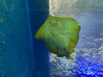 串本海中公園水族館に投稿された画像（2021/11/27）