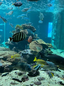 串本海中公園水族館に投稿された画像（2021/11/27）