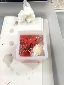 ずこうしつ〜sugamo〜に投稿された画像（2021/11/27）