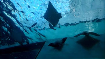名古屋港水族館に投稿された画像（2021/11/27）
