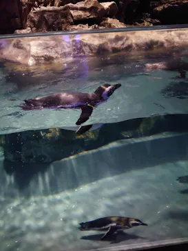 すみだ水族館に投稿された画像（2021/11/27）
