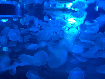 すみだ水族館に投稿された画像（2021/11/27）