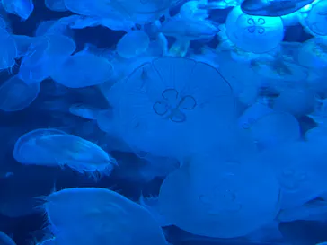 すみだ水族館に投稿された画像（2021/11/27）