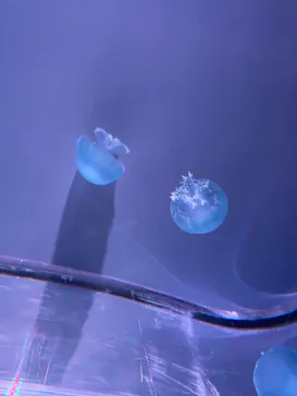 すみだ水族館に投稿された画像（2021/11/27）