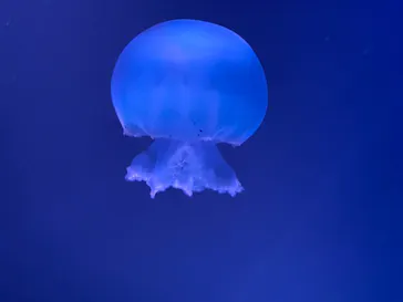 すみだ水族館に投稿された画像（2021/11/27）