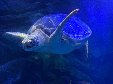 マクセル アクアパーク品川に投稿された画像（2021/11/27）