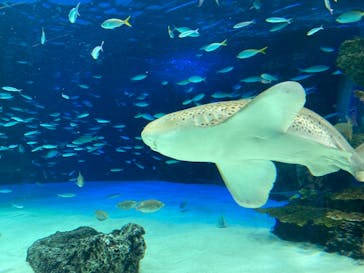 サンシャイン水族館に投稿された画像（2021/11/27）