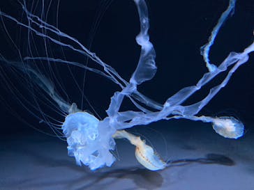 サンシャイン水族館に投稿された画像（2021/11/27）