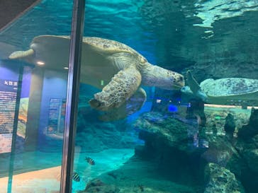 名古屋港水族館に投稿された画像（2021/11/27）