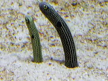 すみだ水族館に投稿された画像（2021/11/27）