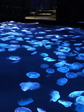 すみだ水族館に投稿された画像（2021/11/27）