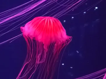 すみだ水族館に投稿された画像（2021/11/27）