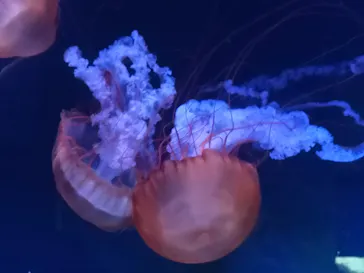 すみだ水族館に投稿された画像（2021/11/27）