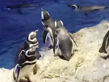 すみだ水族館に投稿された画像（2021/11/27）