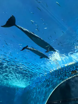 横浜・八景島シーパラダイスに投稿された画像（2021/11/27）