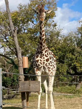天王寺動物園に投稿された画像（2021/11/27）