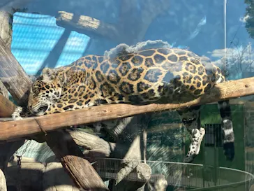 天王寺動物園に投稿された画像（2021/11/27）