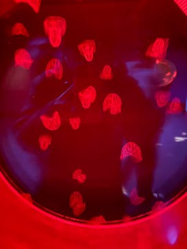 アクアワールド茨城県大洗水族館に投稿された画像（2021/11/27）