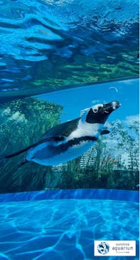 サンシャイン水族館に投稿された画像（2021/11/27）