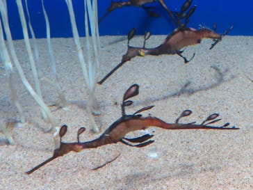 サンシャイン水族館に投稿された画像（2021/11/27）