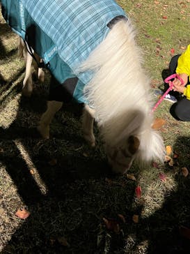 東京メガイルミに投稿された画像（2021/11/27）