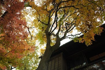 江戸東京たてもの園に投稿された画像（2021/11/27）