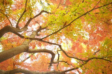 江戸東京たてもの園に投稿された画像（2021/11/27）