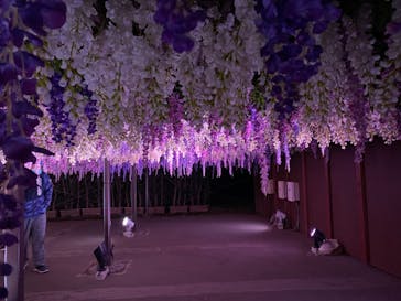 東京メガイルミに投稿された画像（2021/11/27）