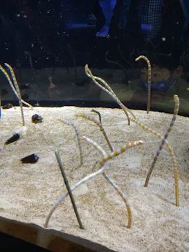 すみだ水族館に投稿された画像（2021/11/27）