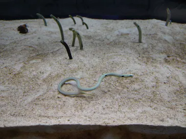 すみだ水族館に投稿された画像（2021/11/27）