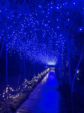 美らヤシパークオキナワ・東南植物楽園に投稿された画像（2021/11/27）