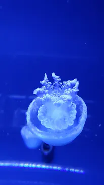 すみだ水族館に投稿された画像（2021/11/27）