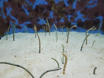 沖縄美ら海水族館に投稿された画像（2021/11/27）