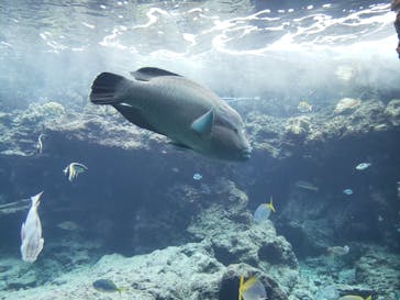 沖縄美ら海水族館に投稿された画像（2021/11/27）