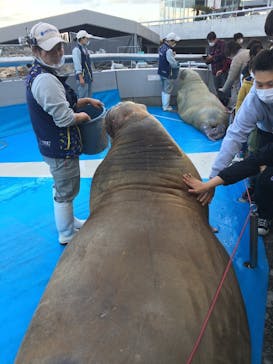 大分マリーンパレス水族館 「うみたまご」に投稿された画像（2021/11/27）