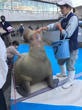 大分マリーンパレス水族館 「うみたまご」に投稿された画像（2021/11/27）