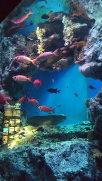 大分マリーンパレス水族館 「うみたまご」に投稿された画像（2021/11/27）