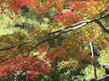 三溪園に投稿された画像（2021/11/27）