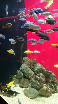 カワスイ 川崎⽔族館に投稿された画像（2021/11/27）