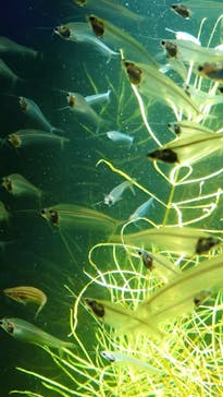 カワスイ 川崎⽔族館に投稿された画像（2021/11/27）