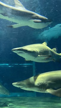 アクアワールド茨城県大洗水族館に投稿された画像（2021/11/27）