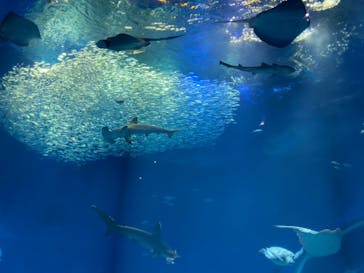 アクアワールド茨城県大洗水族館に投稿された画像（2021/11/27）