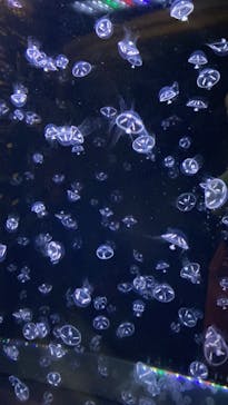 アクアワールド茨城県大洗水族館に投稿された画像（2021/11/27）