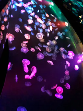 すみだ水族館に投稿された画像（2021/11/28）