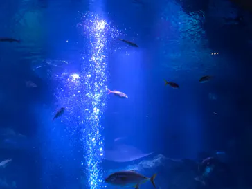 すみだ水族館に投稿された画像（2021/11/28）